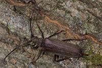 Aegosoma scabricorne