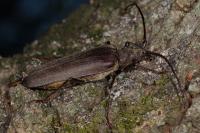 Aegosoma scabricorne