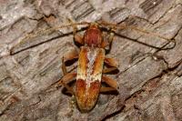 Trichoferus pallidus
