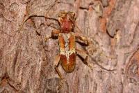 Trichoferus pallidus