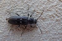 Hylotrupes bajulus