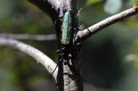 Aromia moschata