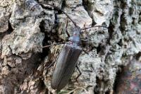 Aegosoma scabricorne