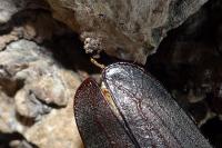 Aegosoma scabricorne