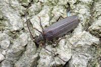 Aegosoma scabricorne