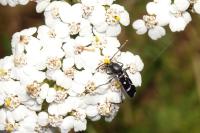 Chlorophorus sartor