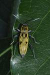 Chlorophorus glabromaculatus