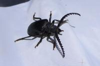 Prionus coriarius
