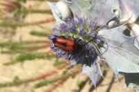 Stictoleptura cordigera