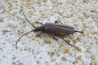 Aegosoma scabricorne