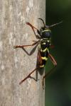 Clytus arietis