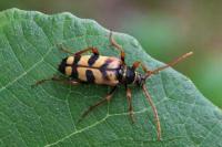 Leptura aurulenta