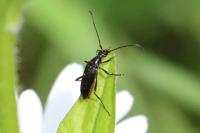 Rutpela nigra