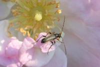 Grammoptera ruficornis