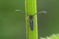 Phytoecia cylindrica