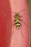 Clytus arietis