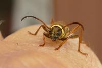 Clytus arietis