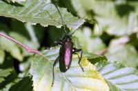 Aromia moschata