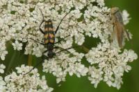 Leptura quadrifasciata