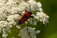 Stictoleptura cordigera