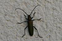 Aromia moschata