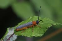 Oberea oculata