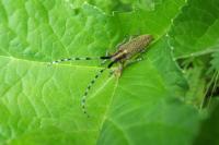 Agapanthia villosoviridescens