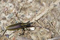 Agapanthia asphodeli
