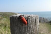 Pyrrhidium sanguineum