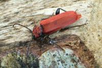 Pyrrhidium sanguineum