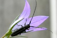 Agapanthia cardui