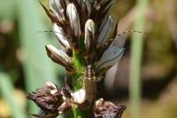 Agapanthia asphodeli