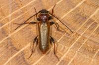 Phymatodes testaceus