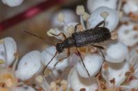 Grammoptera ruficornis