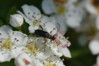 Grammoptera ruficornis