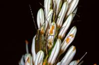 Agapanthia asphodeli
