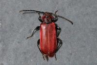 Pyrrhidium sanguineum