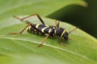 Clytus arietis