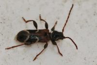 Poecilium alni