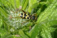 Clytus arietis