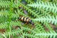 Leptura aurulenta