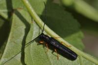 Oberea linearis