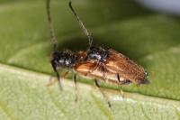 Tetrops praeustus