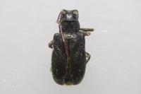 Mesosa nebulosa