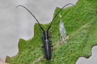 Agapanthia cardui
