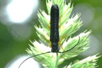 Oberea linearis