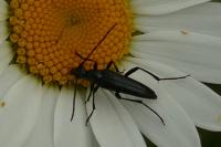 Rutpela nigra