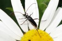 Rutpela nigra