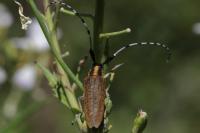 Agapanthia villosoviridescens