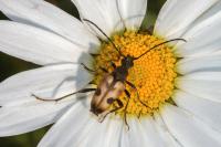 Pachytodes cerambyciformis